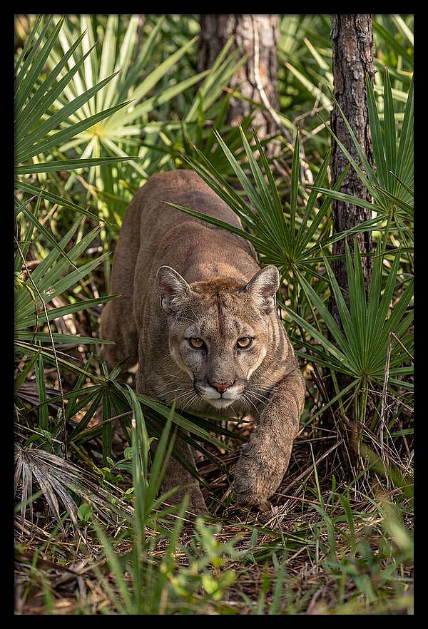 Silent Stalker Of The Everglades