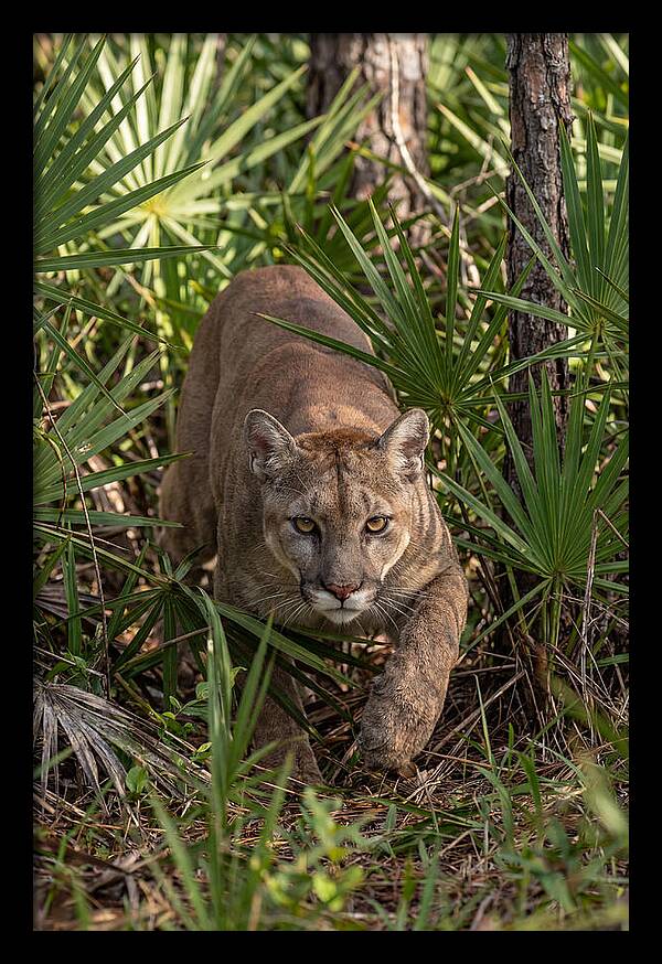 Silent Stalker Of The Everglades
