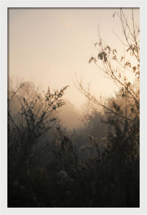 Silhouette And Light