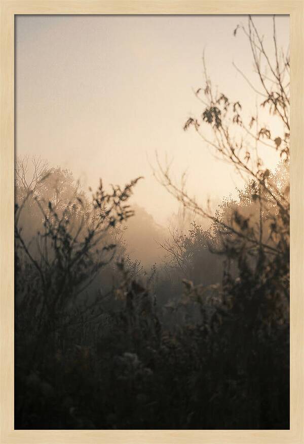 Silhouette And Light