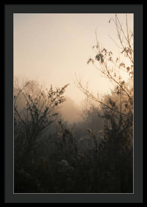 Silhouette And Light