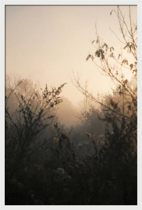 Silhouette And Light