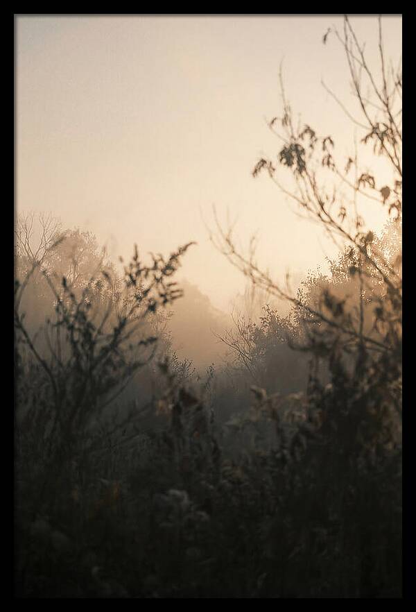 Silhouette And Light