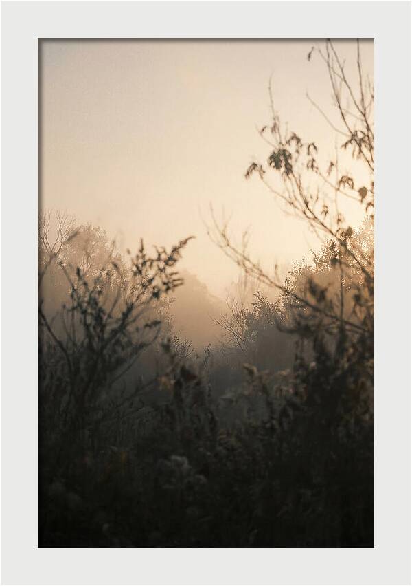 Silhouette And Light