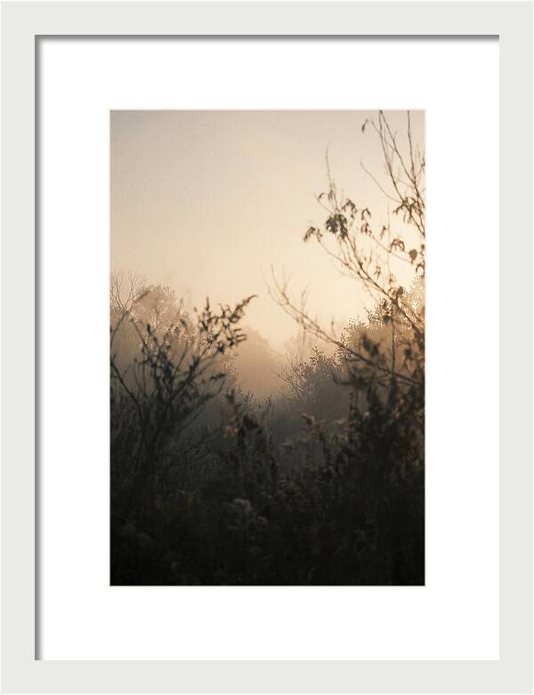 Silhouette And Light