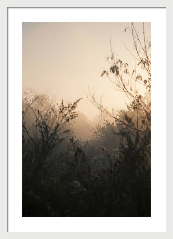 Silhouette And Light