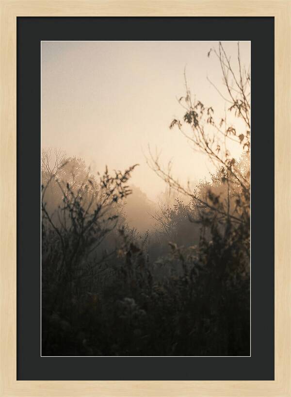Silhouette And Light