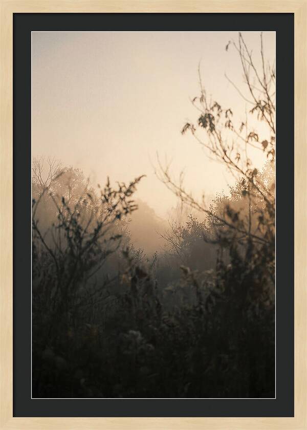 Silhouette And Light