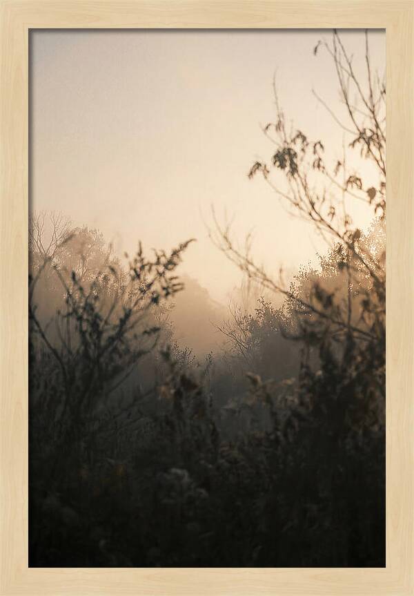 Silhouette And Light