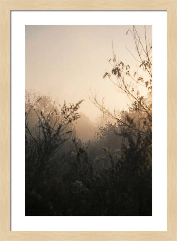 Silhouette And Light