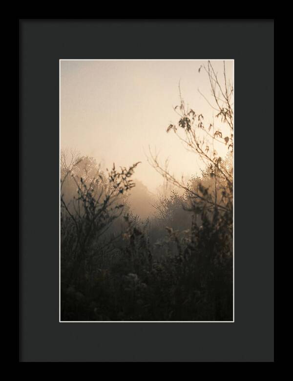 Silhouette And Light
