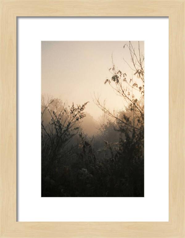 Silhouette And Light