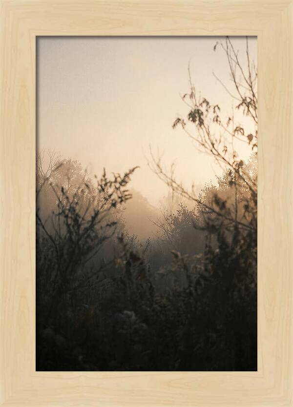 Silhouette And Light