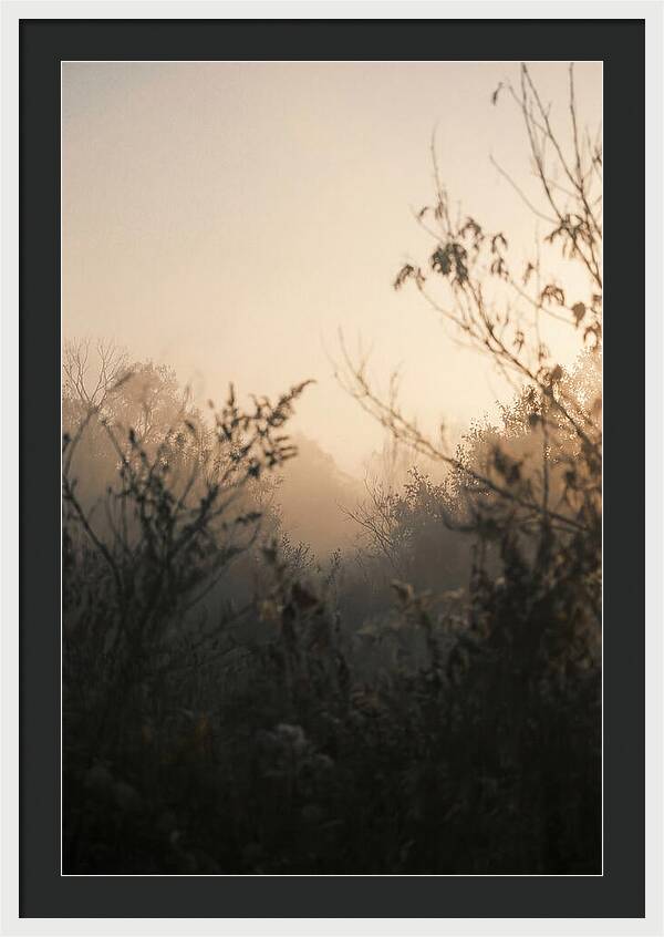 Silhouette And Light
