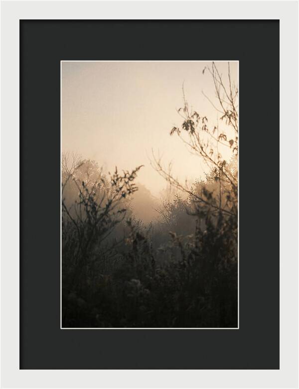 Silhouette And Light