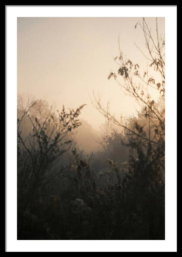 Silhouette And Light