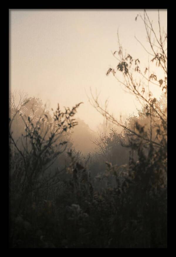 Silhouette And Light