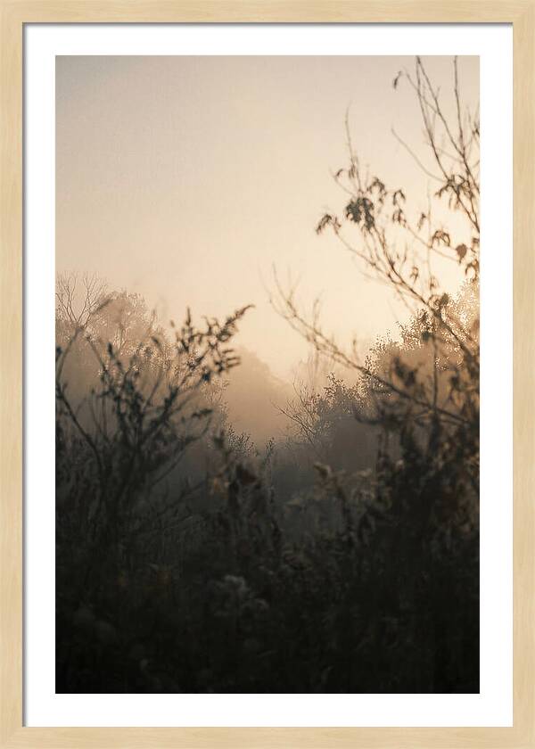 Silhouette And Light