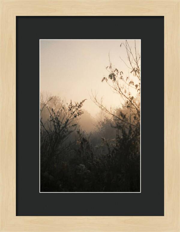 Silhouette And Light