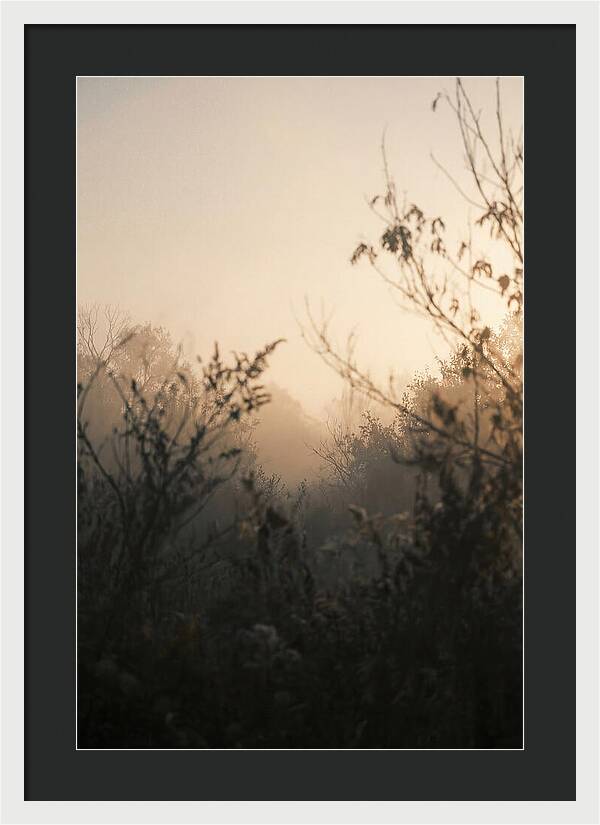 Silhouette And Light