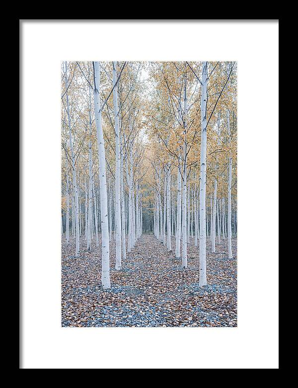 Silver Birch Grove Serenity