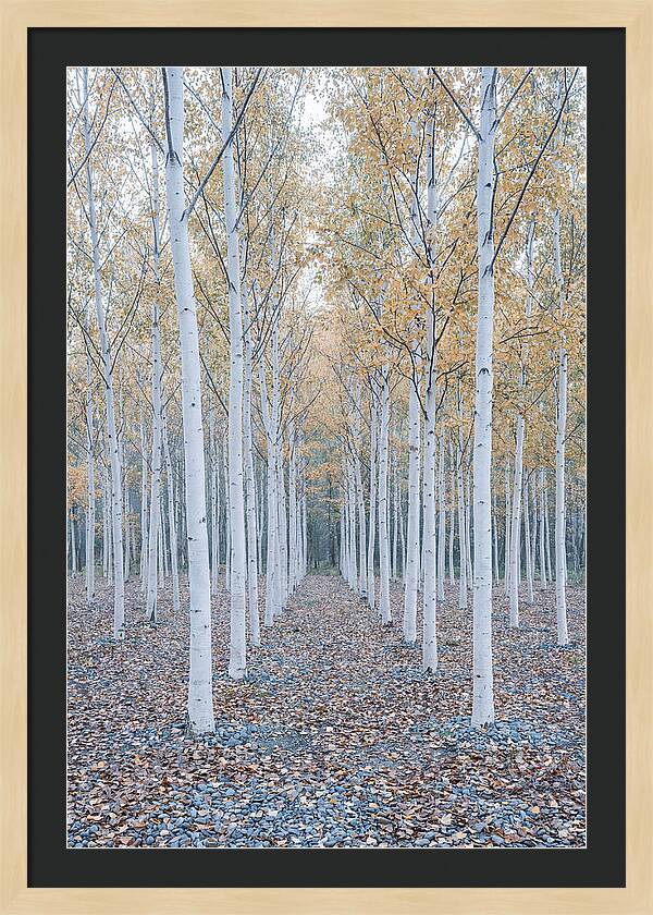 Silver Birch Grove Serenity
