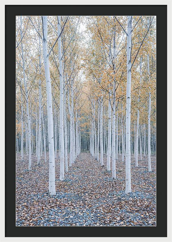Silver Birch Grove Serenity