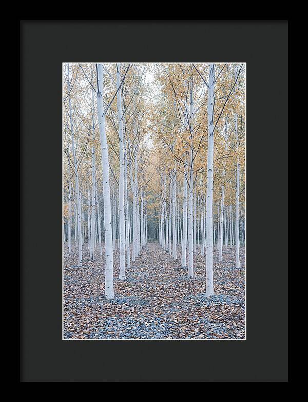 Silver Birch Grove Serenity