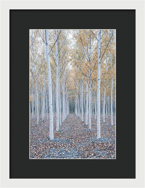Silver Birch Grove Serenity