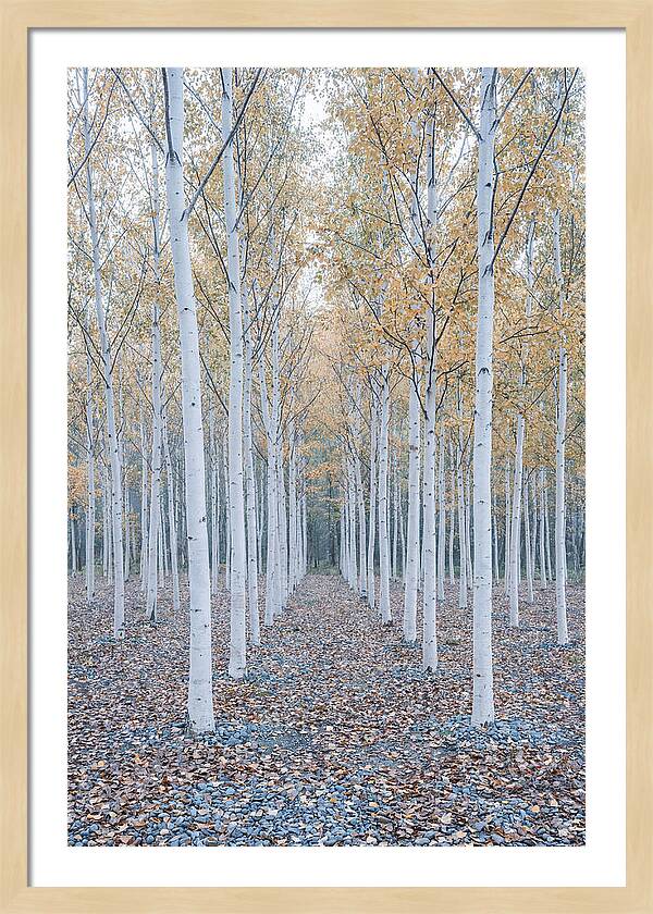 Silver Birch Grove Serenity