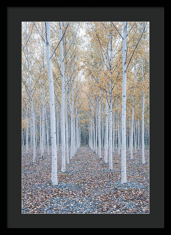 Silver Birch Grove Serenity