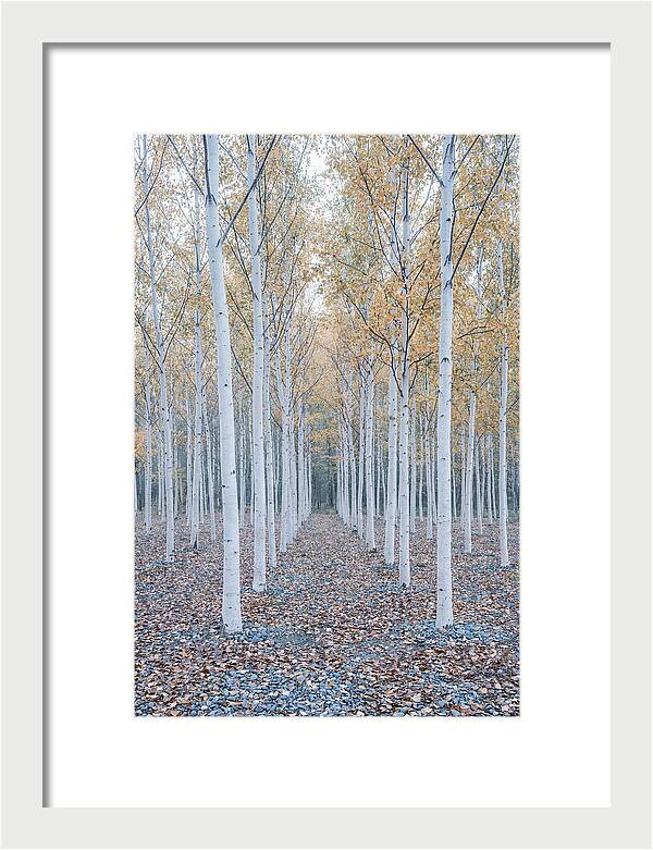 Silver Birch Grove Serenity