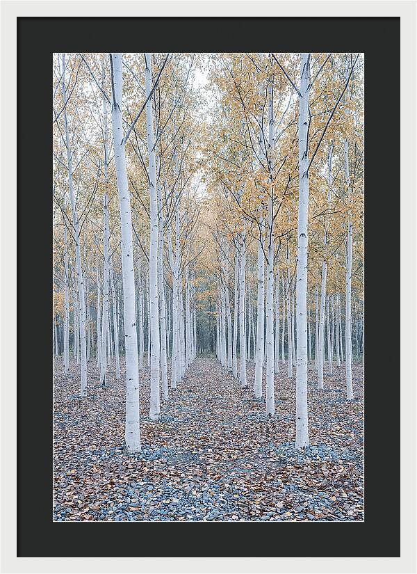 Silver Birch Grove Serenity
