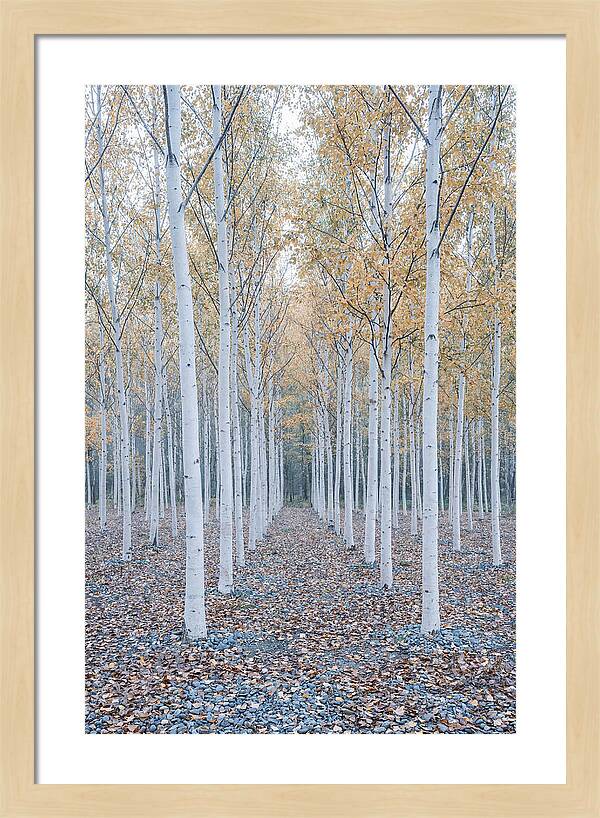 Silver Birch Grove Serenity