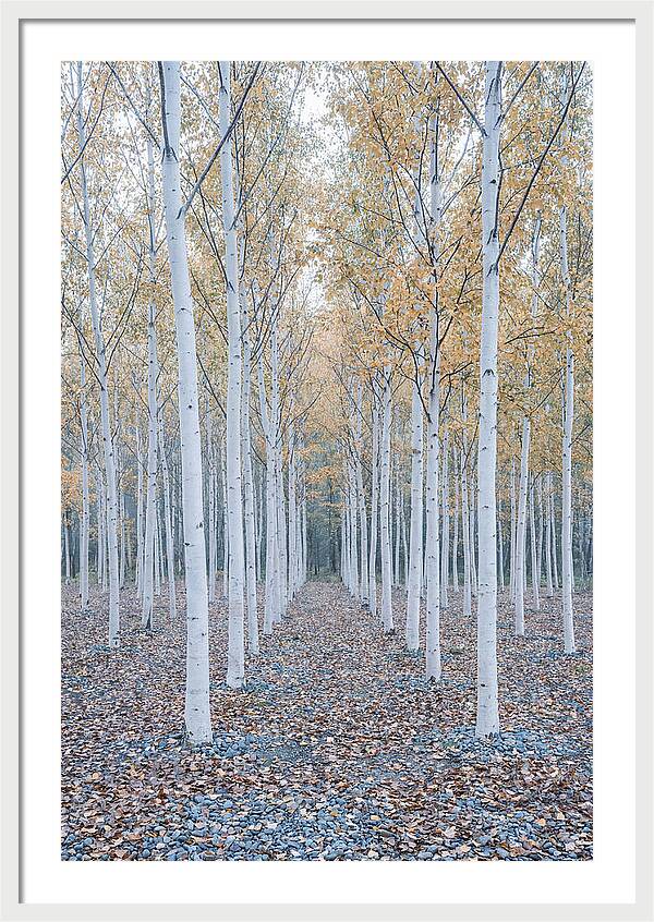 Silver Birch Grove Serenity