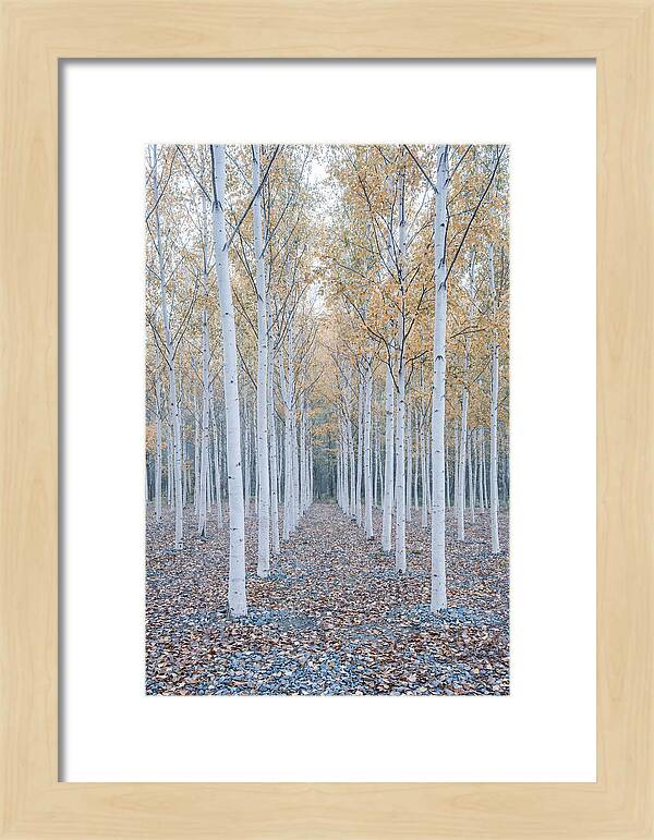 Silver Birch Grove Serenity