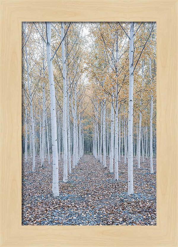 Silver Birch Grove Serenity