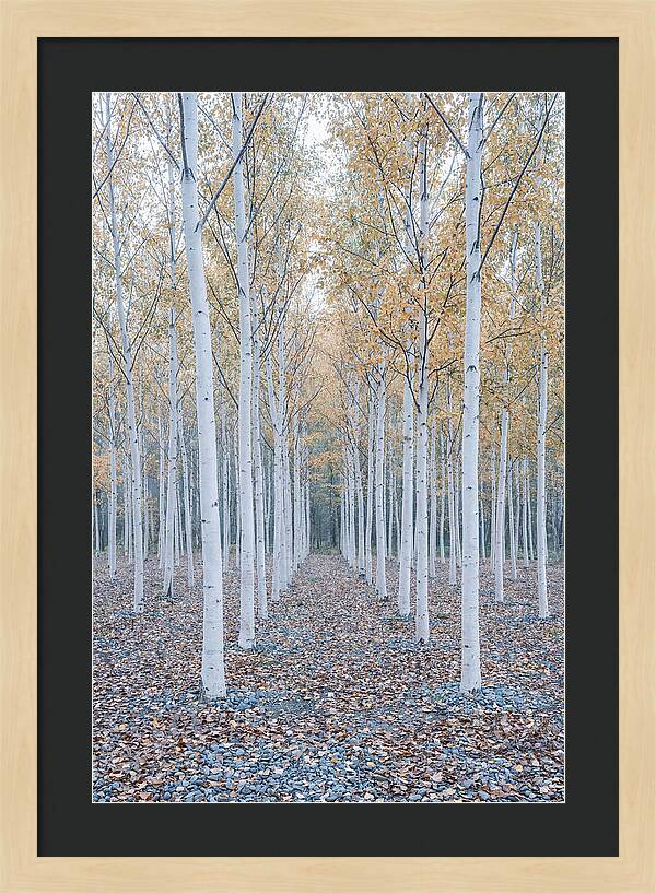 Silver Birch Grove Serenity
