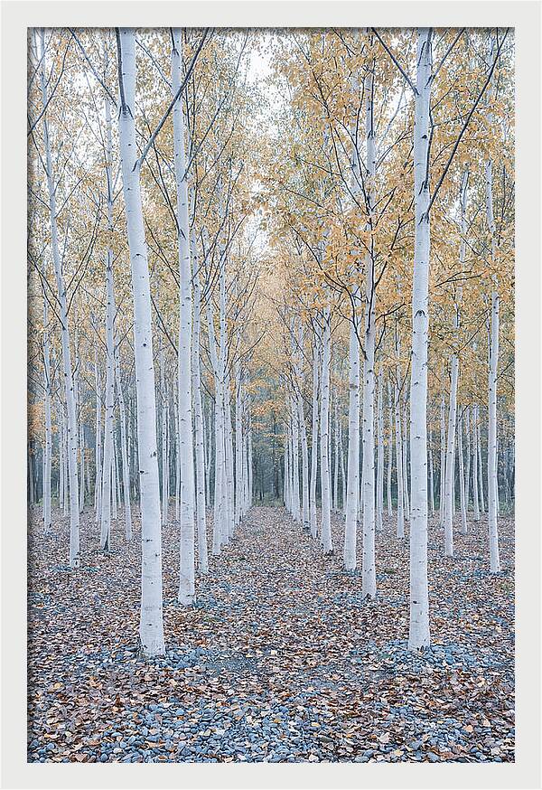 Silver Birch Grove Serenity