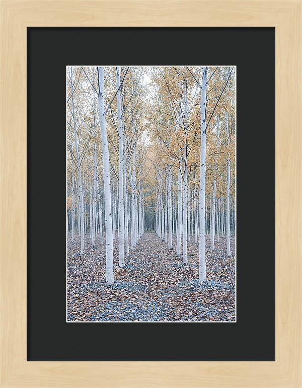 Silver Birch Grove Serenity