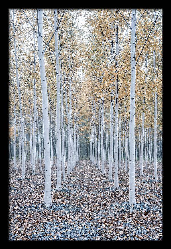 Silver Birch Grove Serenity