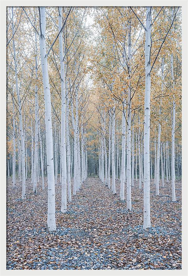 Silver Birch Grove Serenity