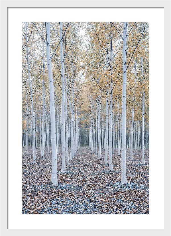 Silver Birch Grove Serenity