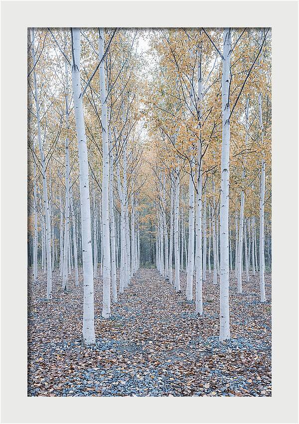 Silver Birch Grove Serenity