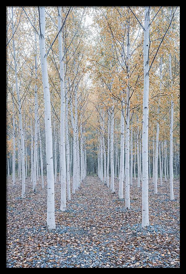 Silver Birch Grove Serenity