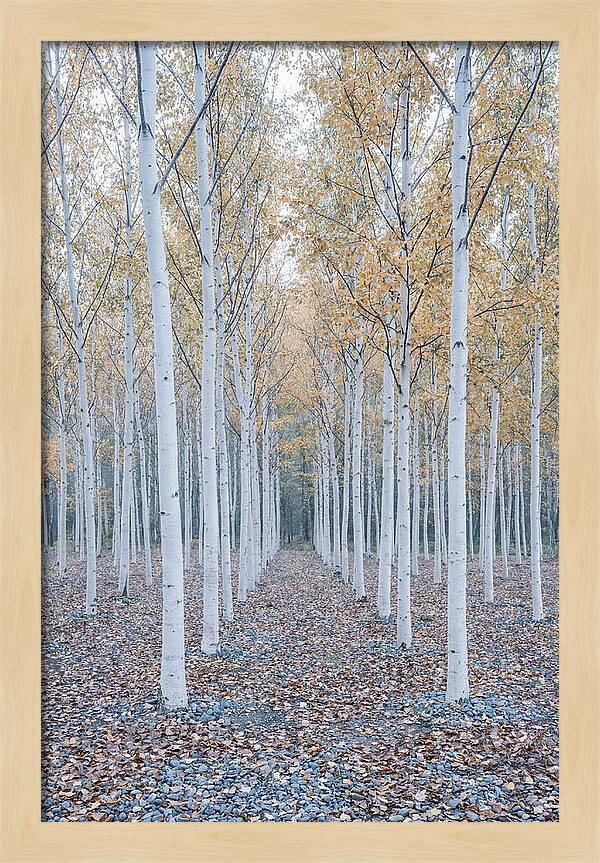 Silver Birch Grove Serenity