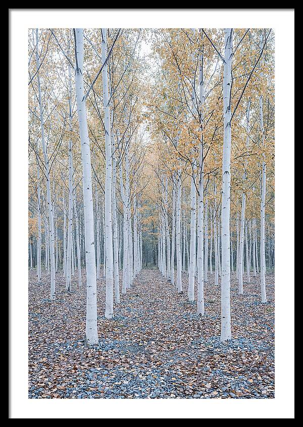 Silver Birch Grove Serenity