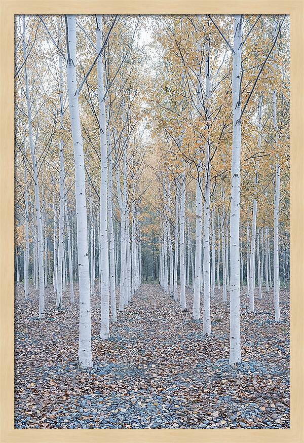 Silver Birch Grove Serenity
