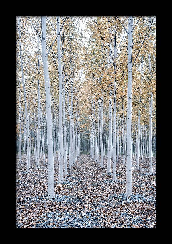 Silver Birch Grove Serenity