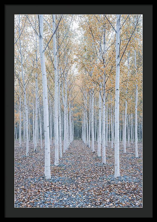 Silver Birch Grove Serenity